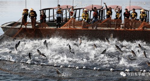 东平湖 探寻千岛湖保水渔业与畜牧渔业饲料的生态协同之道