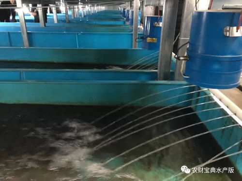 聚焦四川 万亩鲈鱼产业谋转型，万吨饲料支撑探新路