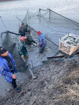 物流受阻、饲料告急、销路不畅——多地畜牧渔业遭遇疫情冲击波