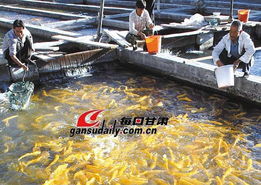 提高渔用饲料养殖效果应注意的几个问题